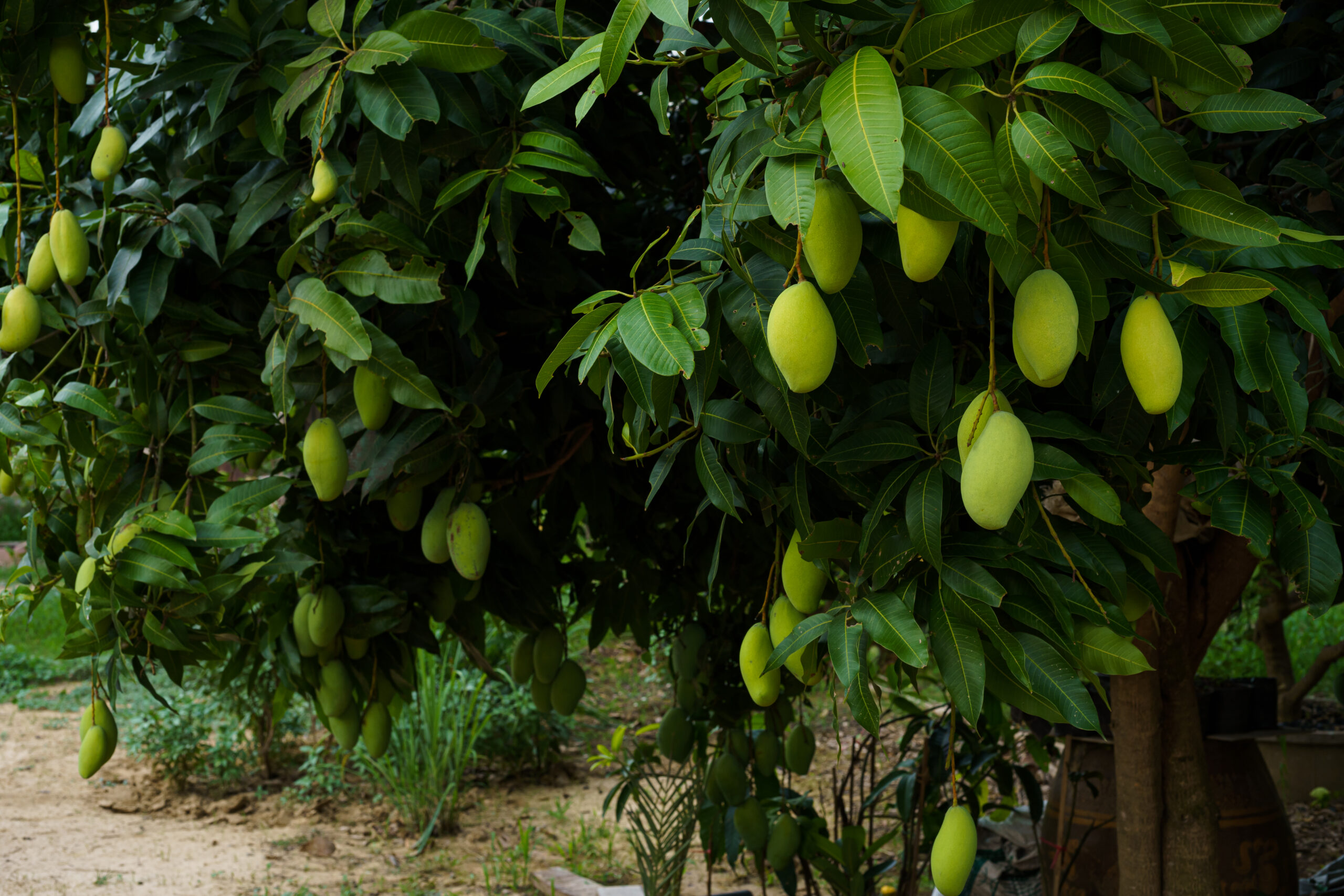 Mango trees with ripe green mangoes in a well-maintained mango farming